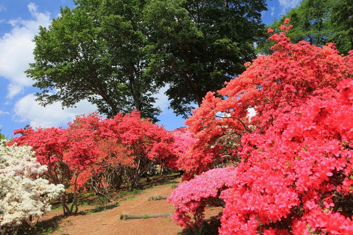 🌸 카사마 철쭉 공원(카사마 츠츠지 코엔) 이미지 7